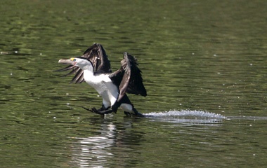 Pied cormorant